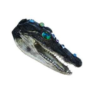 Alligator