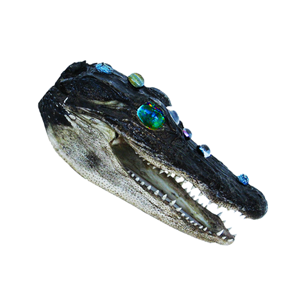 Alligator